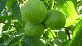 ÖZEL AĞAÇLANDIRMA UYGULAMALARI ETÜD PROJELERİ